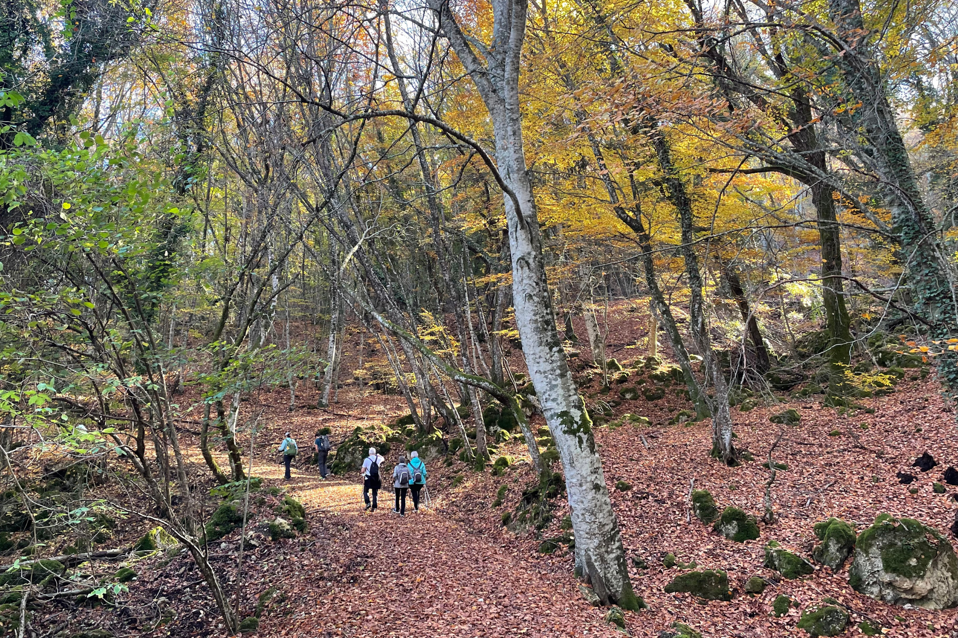 4 luoghi in cui poter ammirare il foliage in Valdichiana Senese